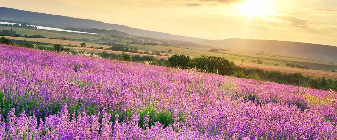 Scion International – Leading in the world of fragrances, personal care and color cosmetics brands.