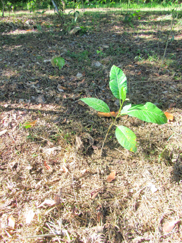 2022 05 relev tech sdn bhd tree photo 2 (1)