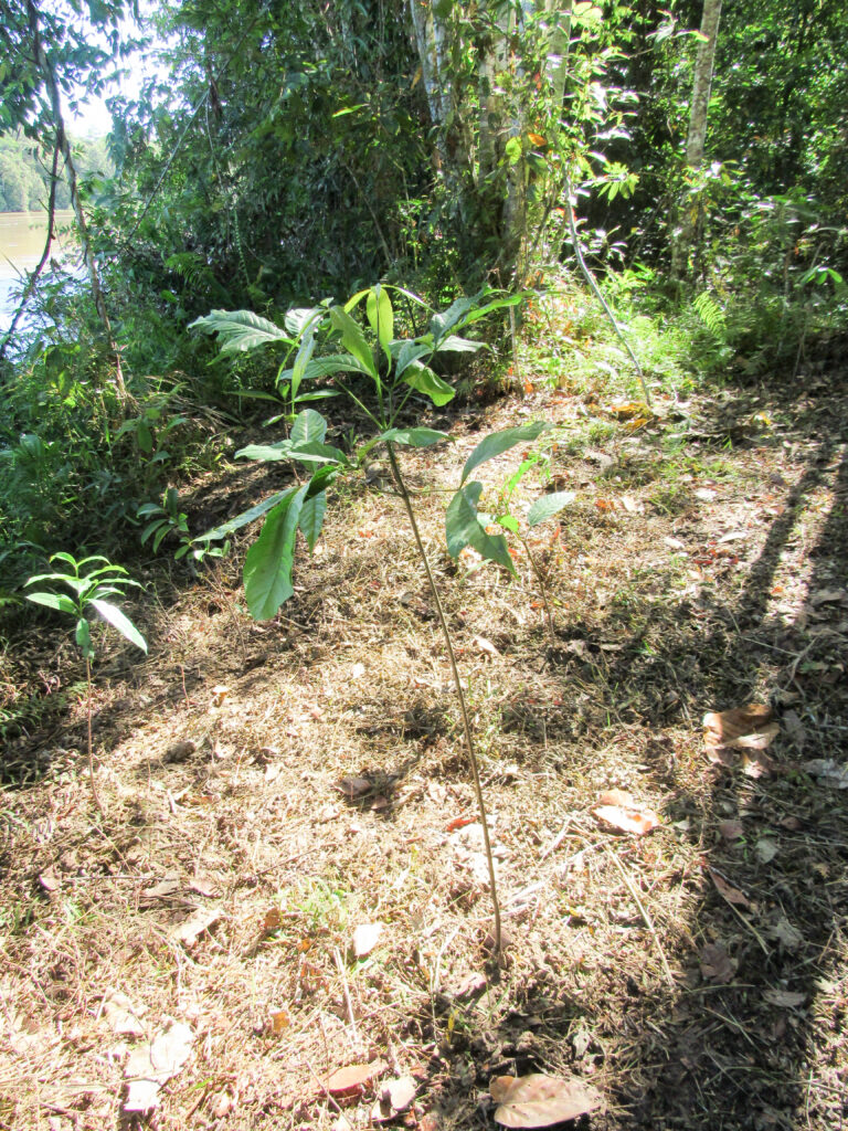 2022 05 relev tech sdn bhd tree photo 3 (1)